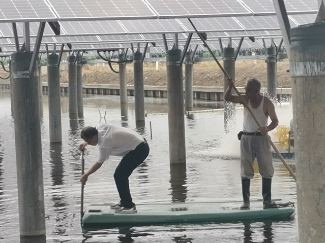 烈日下的科研坚守 为崇明水产保驾护航